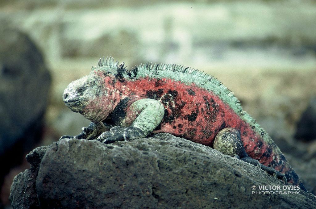 Iguana